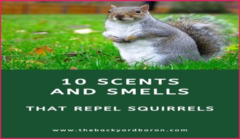 What herbs repel squirrels