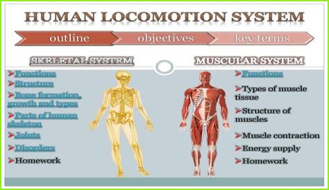 What is locomotion in the human body