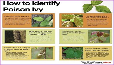 What's the best medicine for poison ivy?