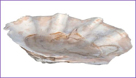 Where can I find a giant clam shell