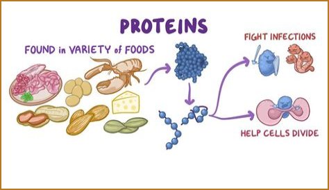 Why are fibrous proteins important?